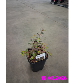 Hypericum moserianum 'Tricolor' C 1,4 L